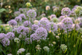 Onion, Chives, Garlic (Allium spp)