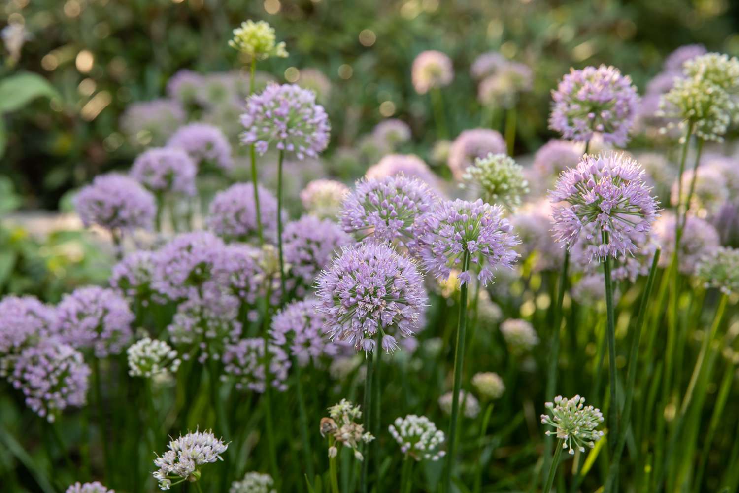 Onion, Chives, Garlic (Allium spp)