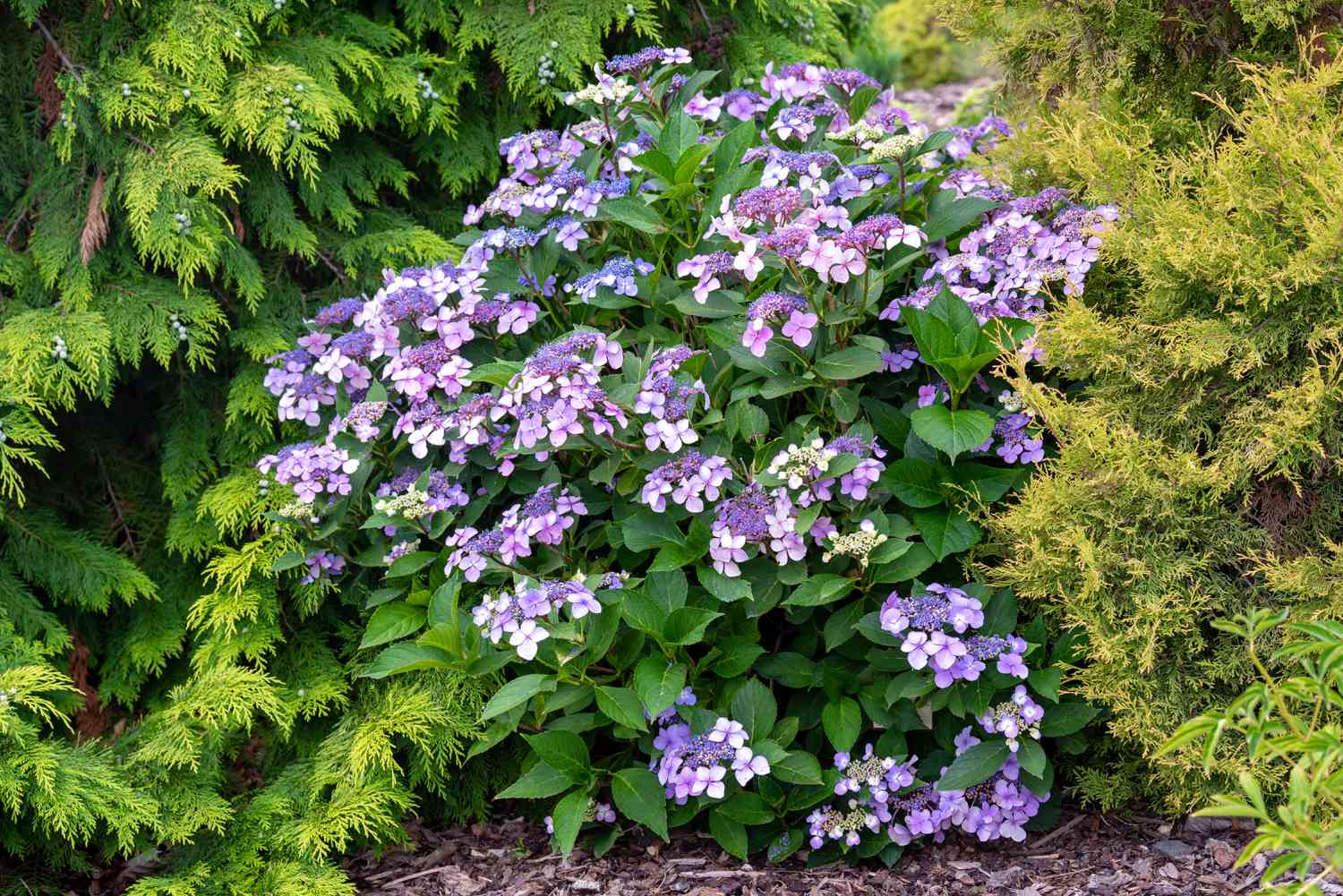 Mountain Hydrangea (Hydrangea serrata)