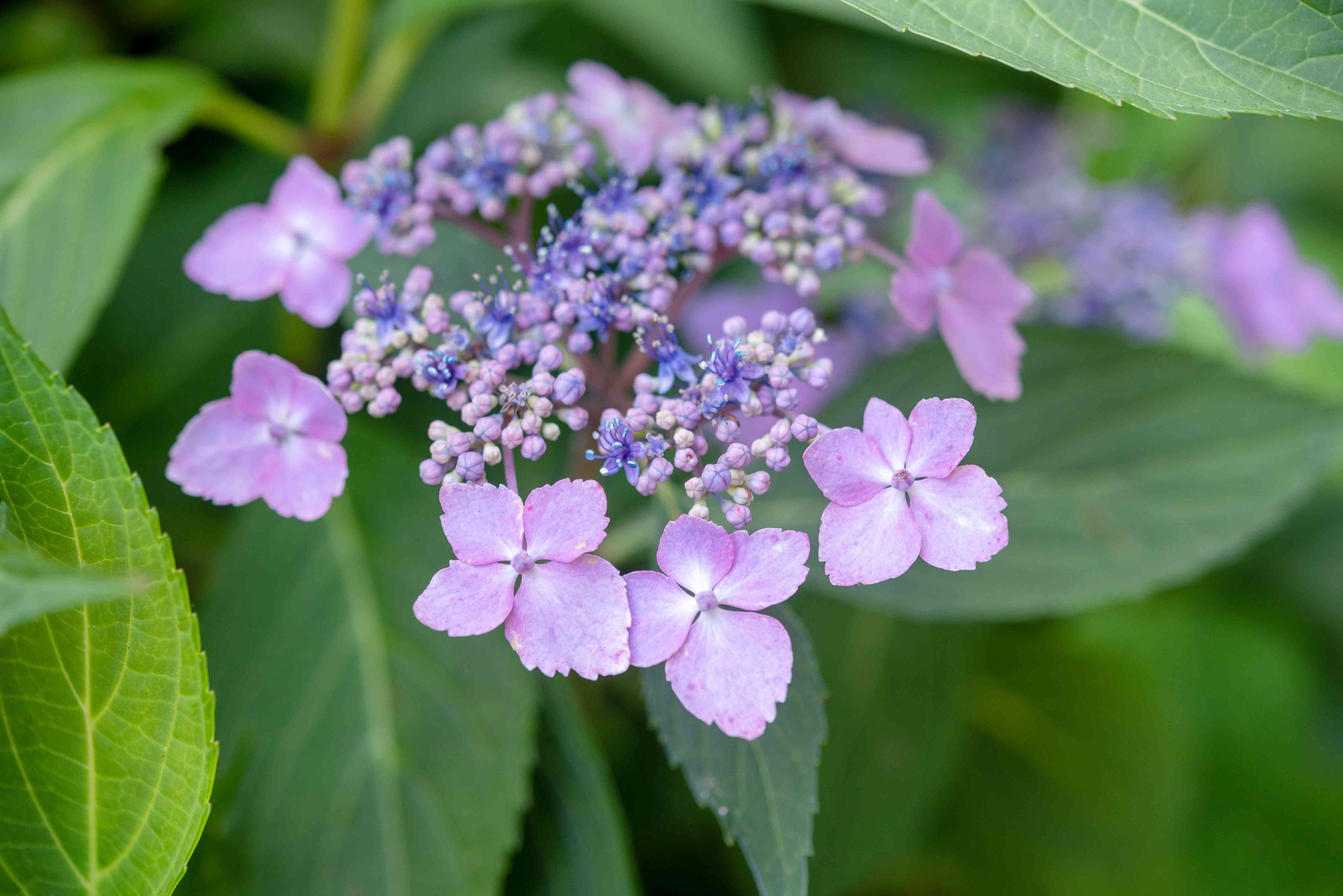 Mountain Hydrangea (Hydrangea serrata)