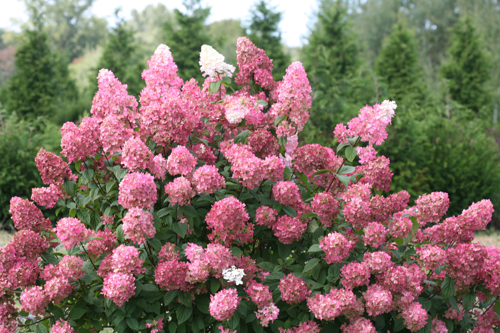Panicle Hydrangea (Hydrangea paniculata)