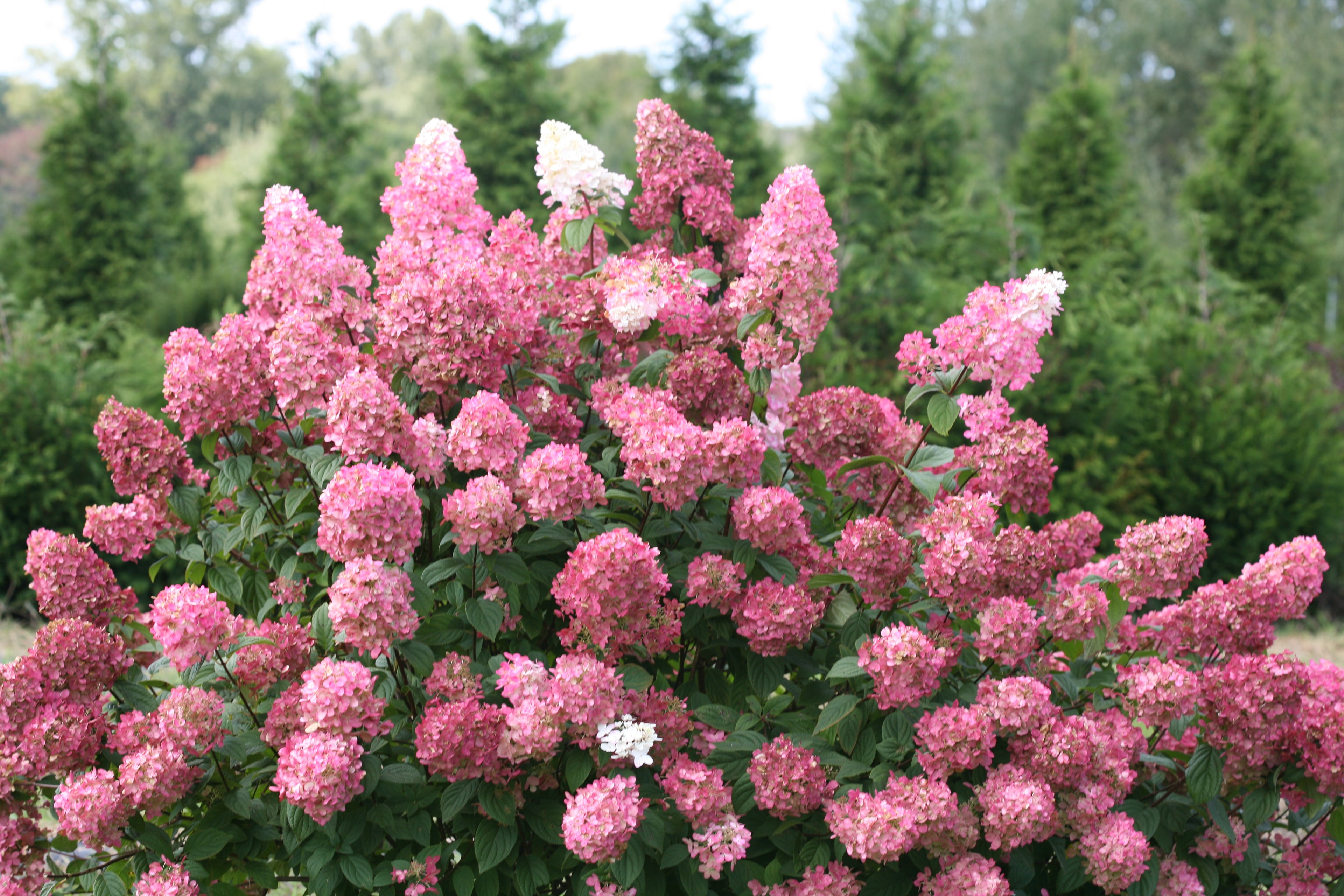 Panicle Hydrangea (Hydrangea paniculata)