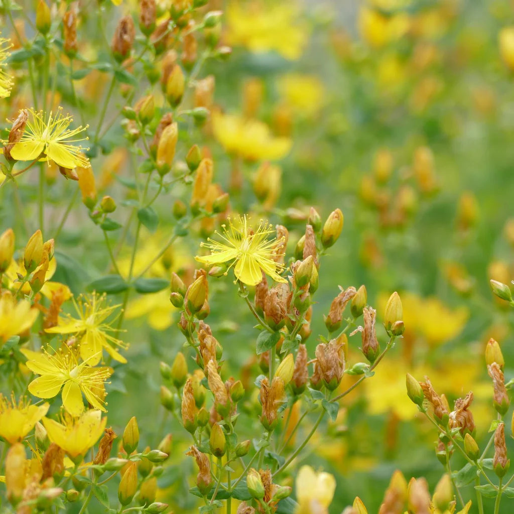 Western St. John's-wort (Hypericum scouleri)