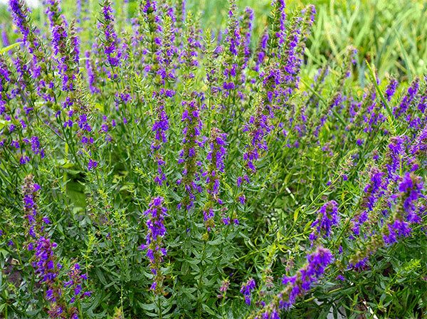 Hyssop (Hyssopus officinalis)