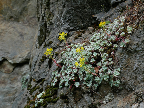 Broad-leaved Stonecrop (Sedum spathulifolium)