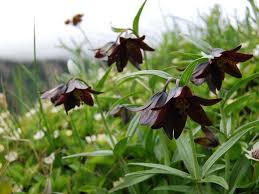 Chocolate Lily (Fritillaria affinis and Fritillaria camschatcensis)