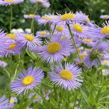 Showy Fleabane aka Showy Daisy (Erigeron speciosus)