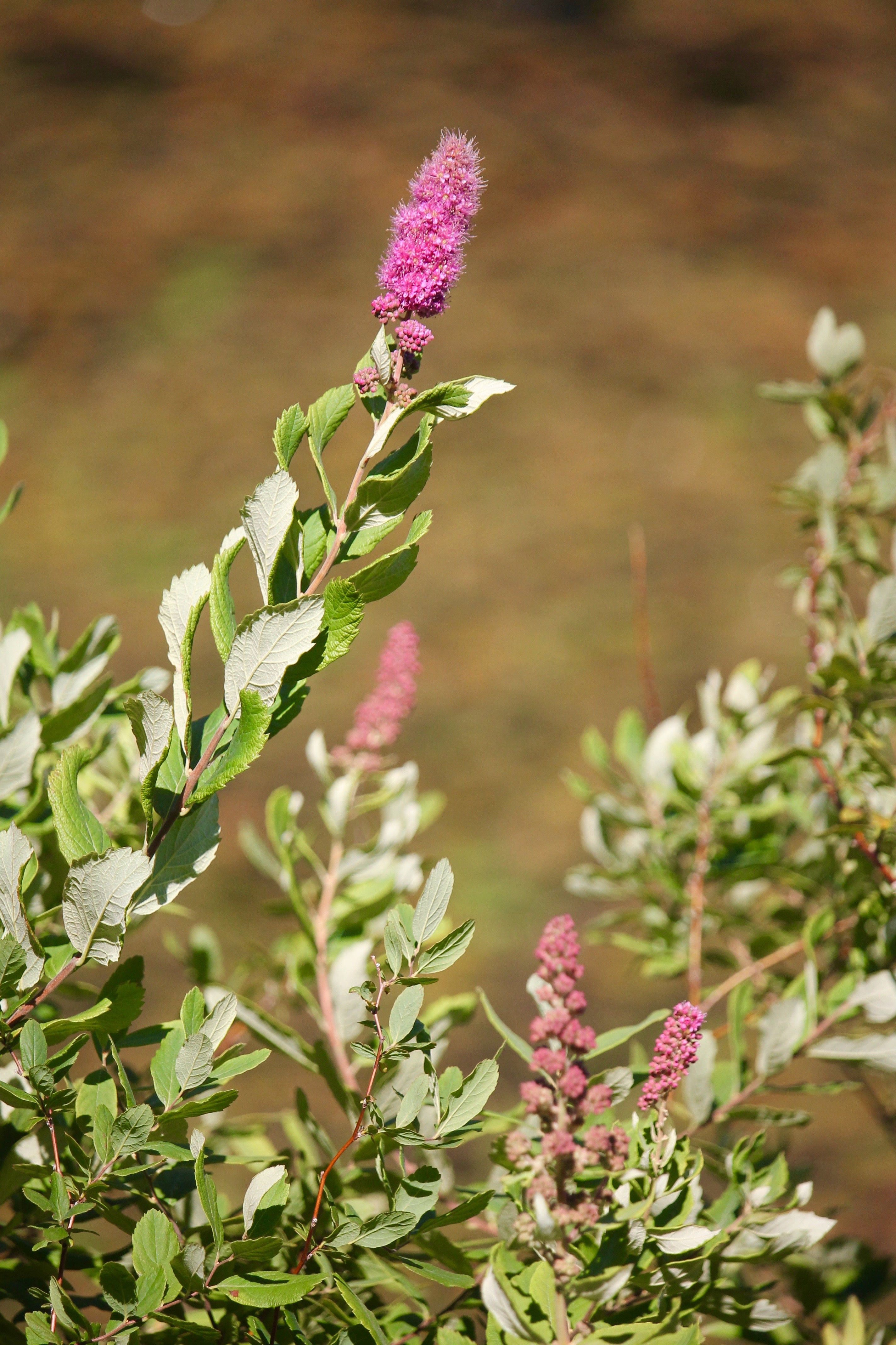 Hardhack aka Douglas Spirea (Spiraea douglasii)