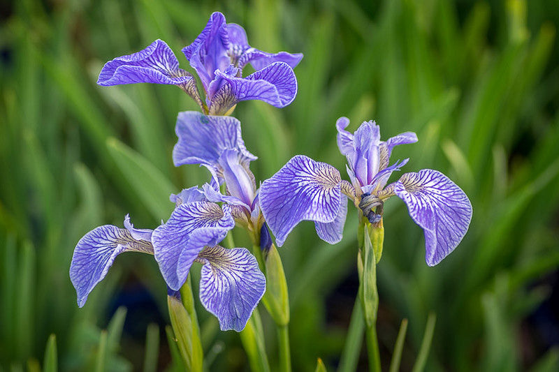 Beachhead Iris (Iris setosa)