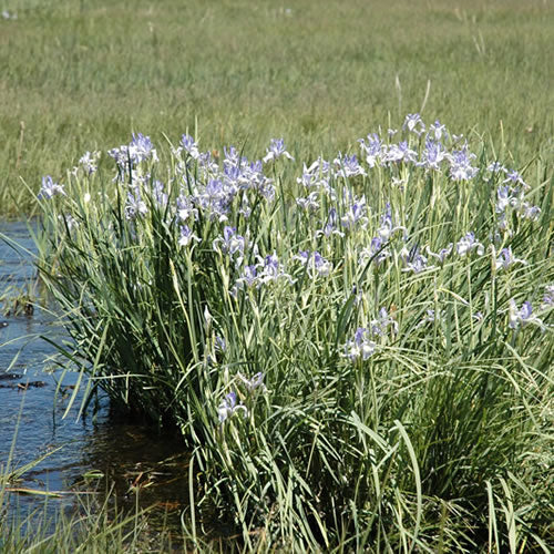 Rocky Mountain Iris (Iris missouriensis)