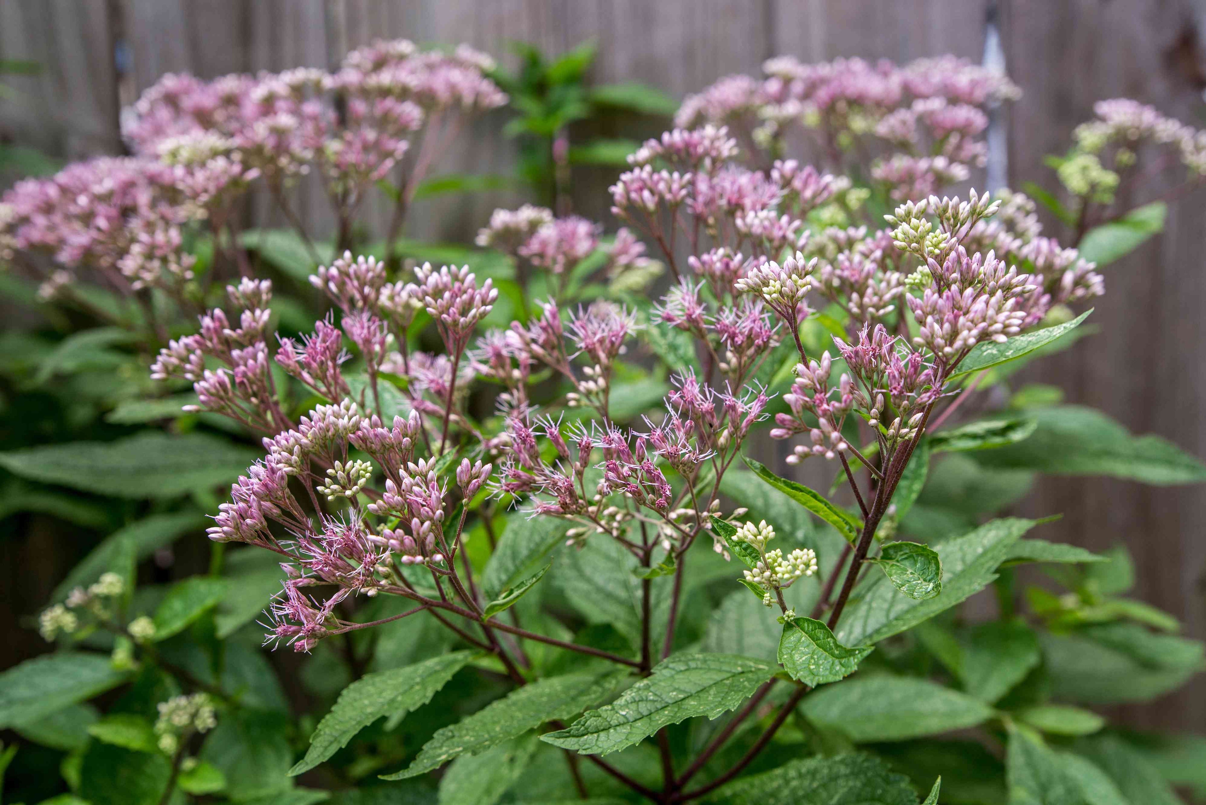 Joe-Pye-weed (Eutrochium purpureum)