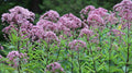 Joe-Pye-weed (Eutrochium purpureum)