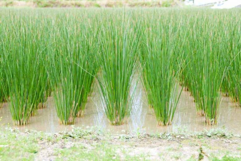 Common Rush (Juncus effusus)