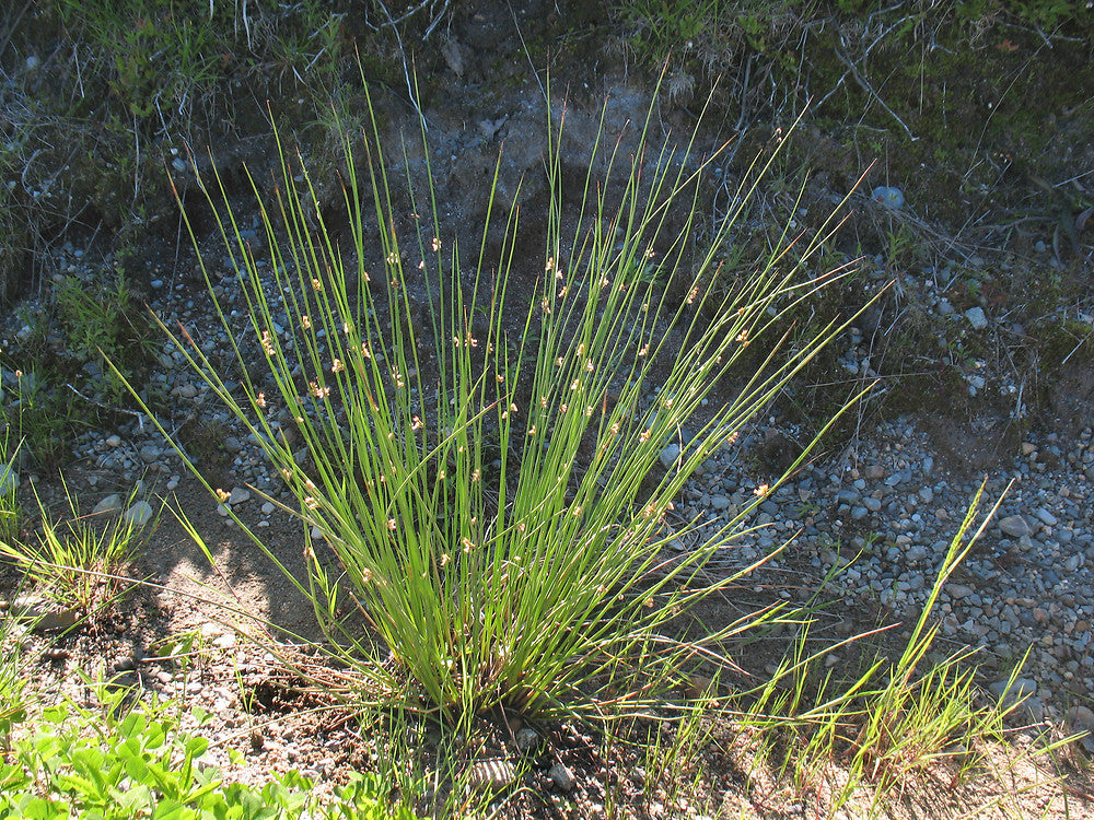 Common Rush (Juncus effusus)
