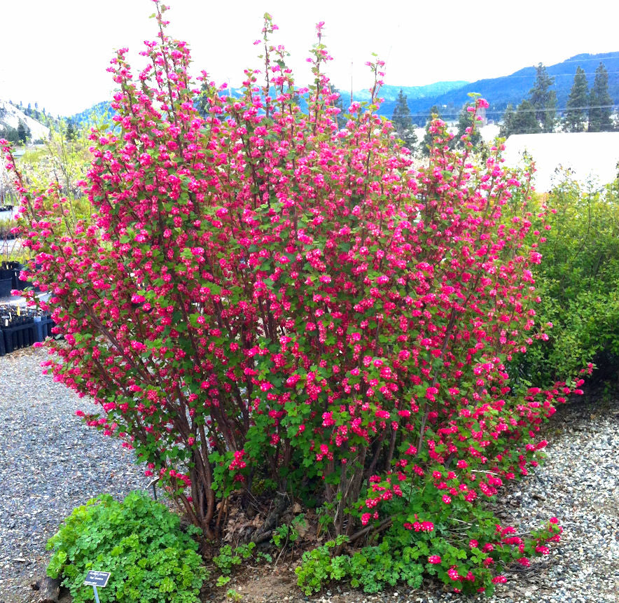 Red Flowering Currant (Ribes sanguineum)