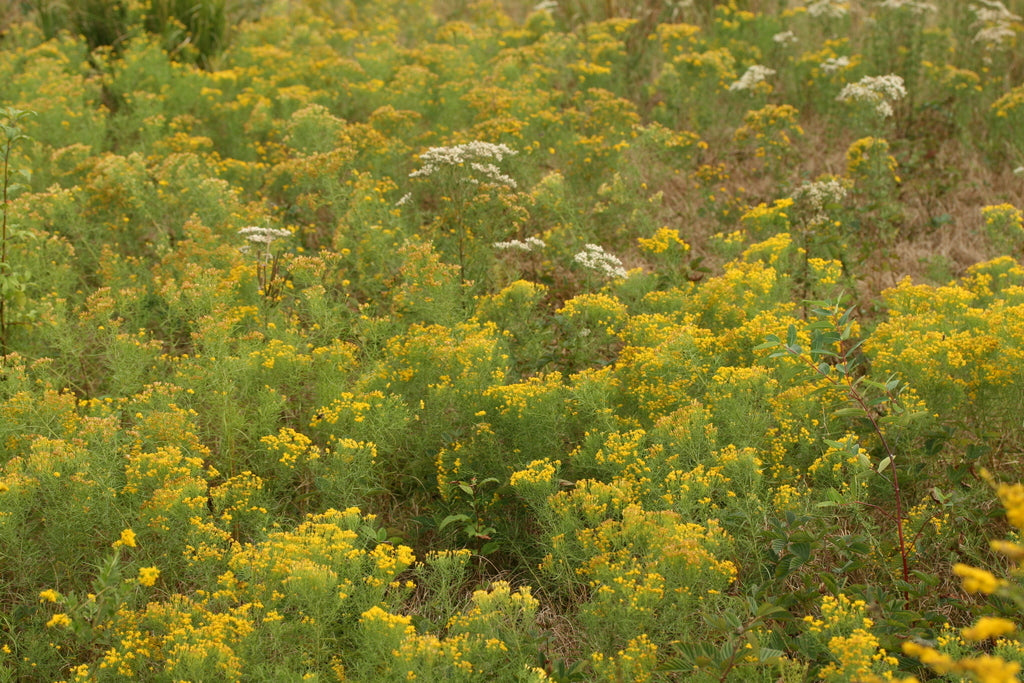 Flat-Top Goldentop (Euthamia Graminifolia)