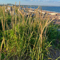 Dune Wildrye (Elymus mollis)