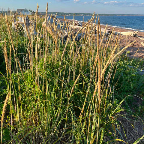 Dune Wildrye (Elymus mollis)