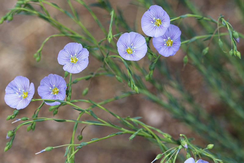 Lewis Flax (Linum lewisii)