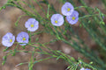 Lewis Flax (Linum lewisii)