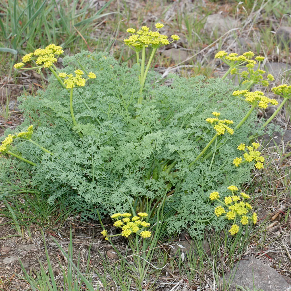 Fernleaf Biscuitroot (Lomatium dissectum)