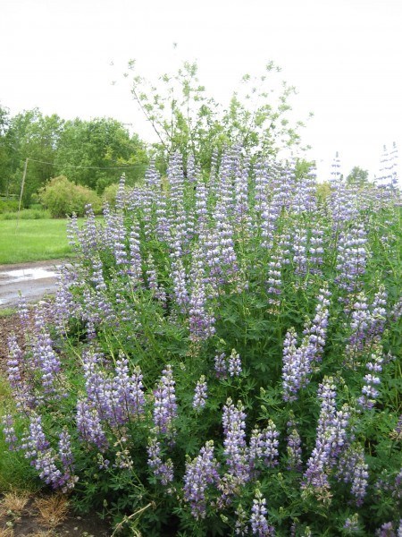 Riverbank Lupine (Lupinus rivularis)