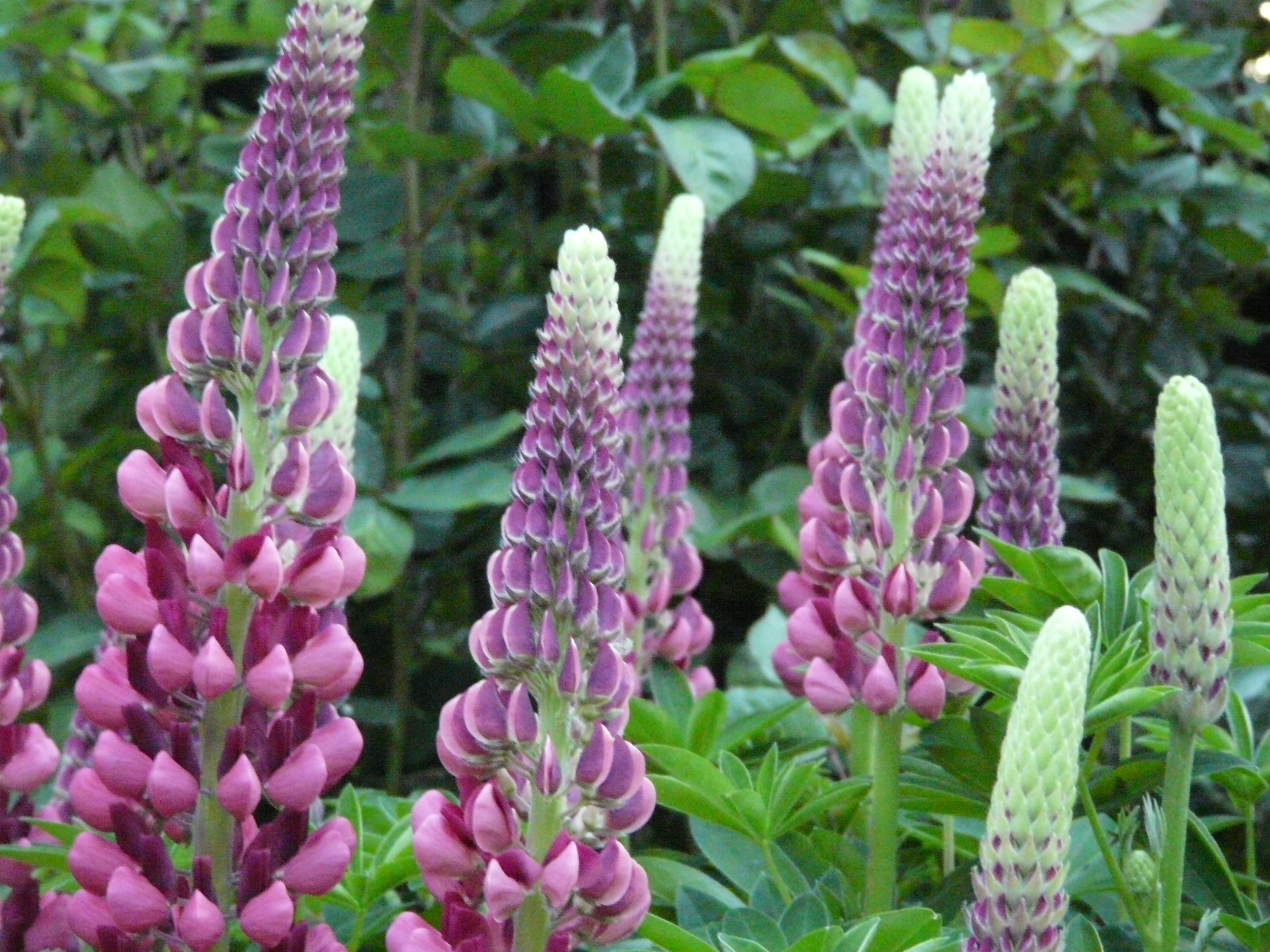 Lupine (Lupinus sp.)