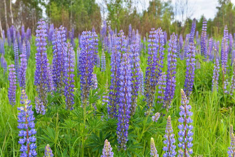 Large-Leaved Lupine (Lupinus polyphyllus)