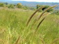 Meadow Barley (Hordeum brachyantherum)
