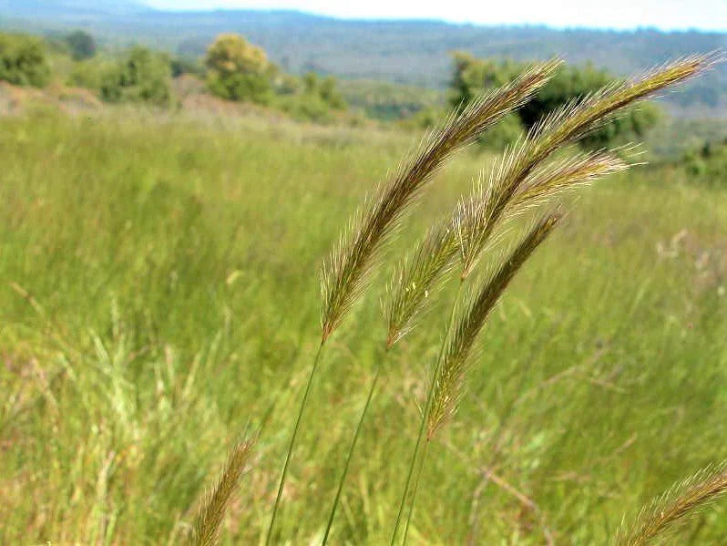 Meadow Barley (Hordeum brachyantherum)