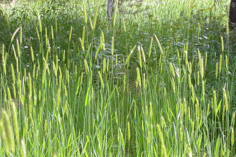 Meadow Barley (Hordeum brachyantherum)
