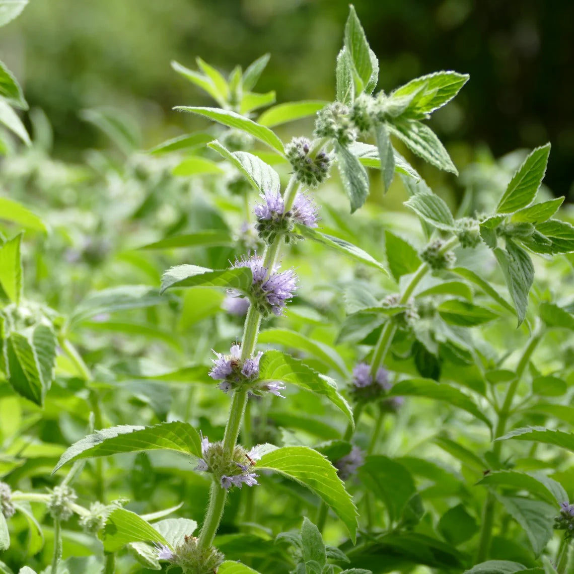 Canada Mint (Mentha canadensis)