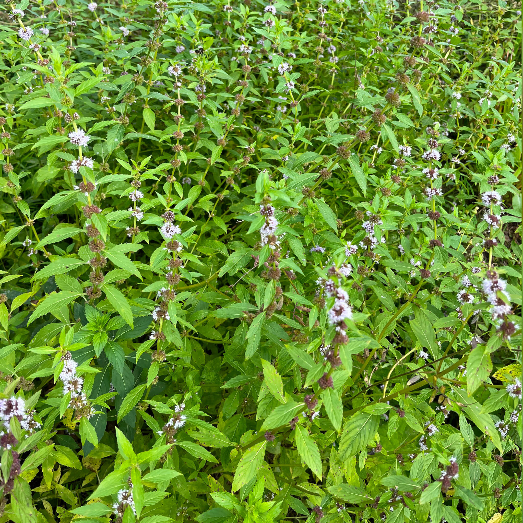 Canada Mint (Mentha canadensis)