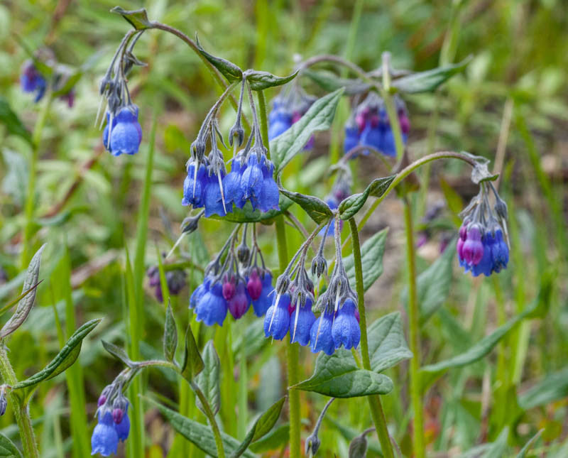 Tall Lungwort (Mertensia paniculata)