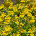 Monkey Flower (Mimulus guttatus)