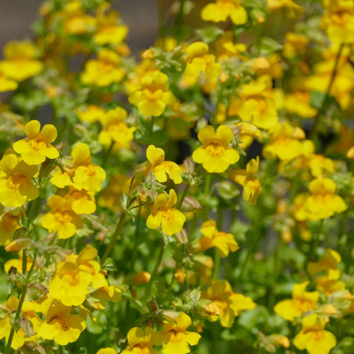 Monkey Flower (Mimulus guttatus)