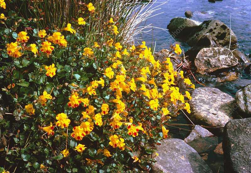 Monkey Flower (Mimulus guttatus)