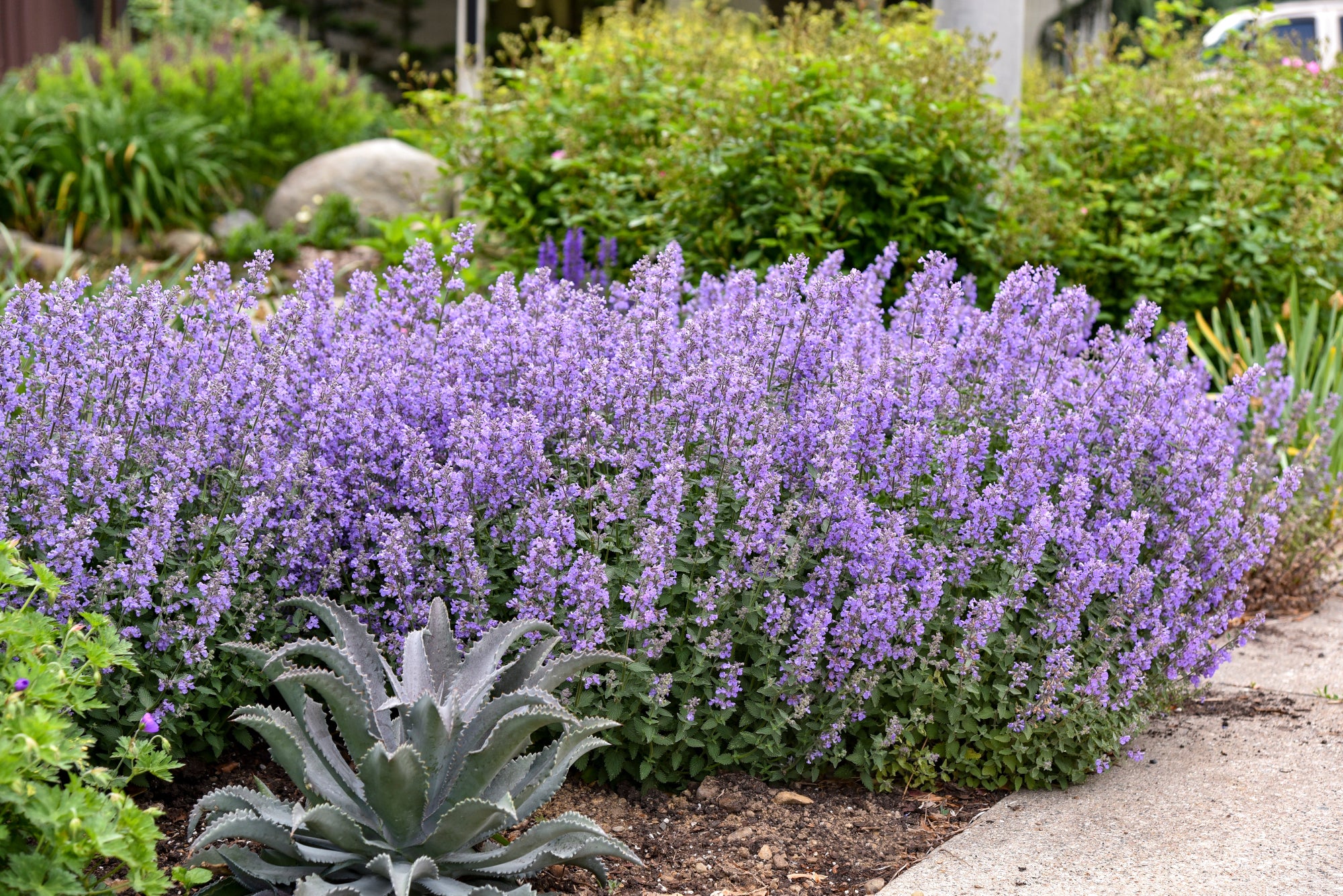 Catmint (Nepeta sp.)
