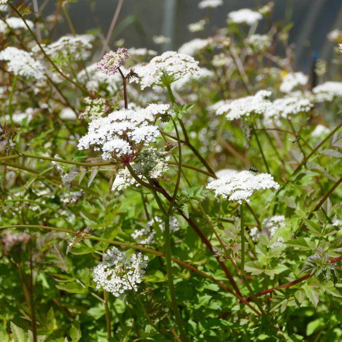 Pacific Water Parsley (Oenanthe sarmentosa)