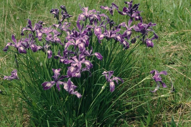 Pacific Coast Iris (Iris douglasiana)