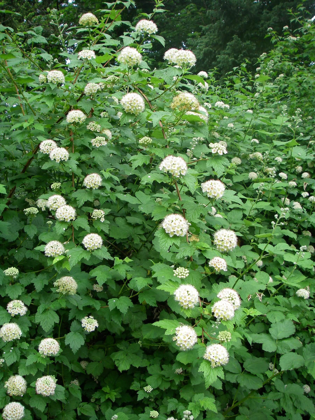 Pacific Ninebark (Physocarpus capitatus)