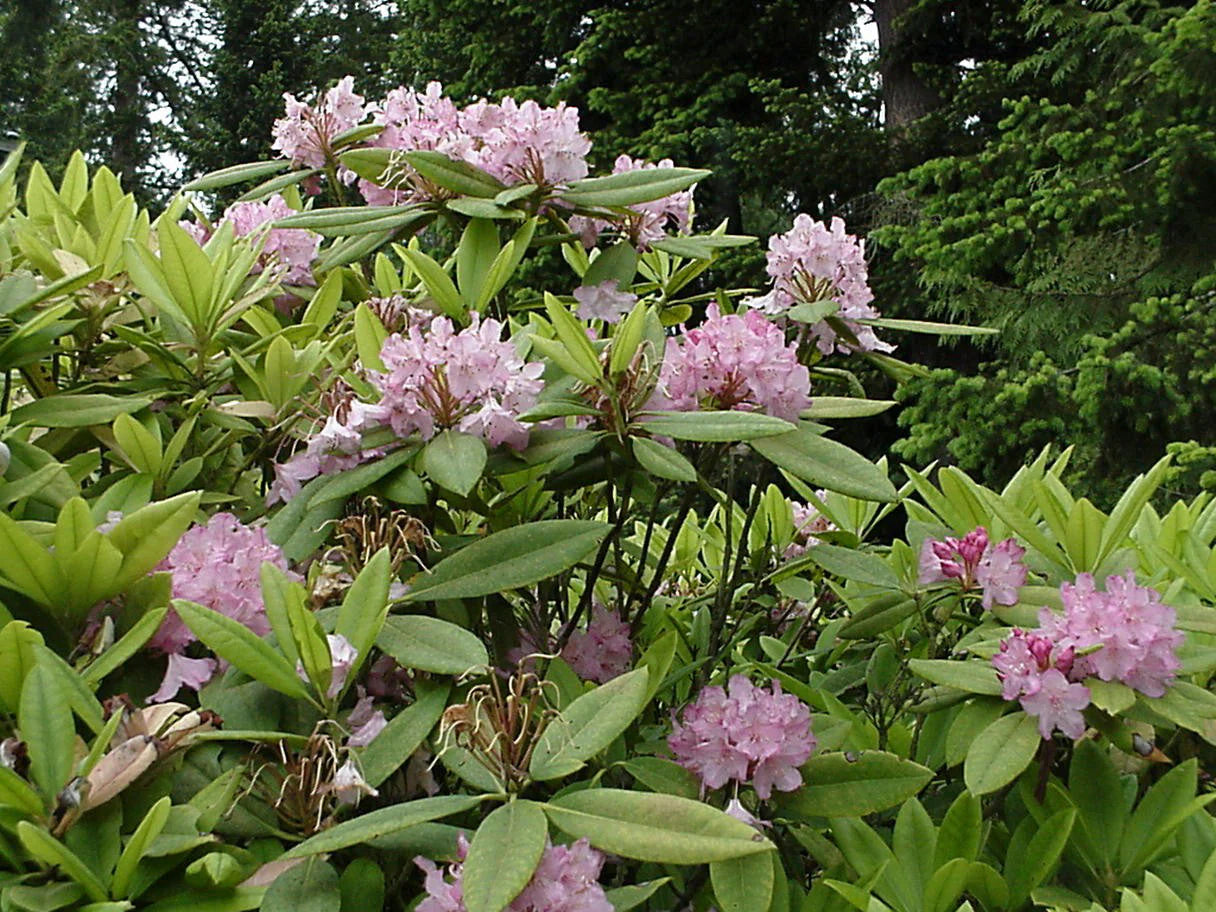 Pacific Rhododendron (Rhododendron macrophyllum)