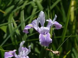 Pacific Coast Iris (Iris douglasiana)