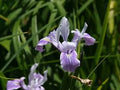 Pacific Coast Iris (Iris douglasiana)