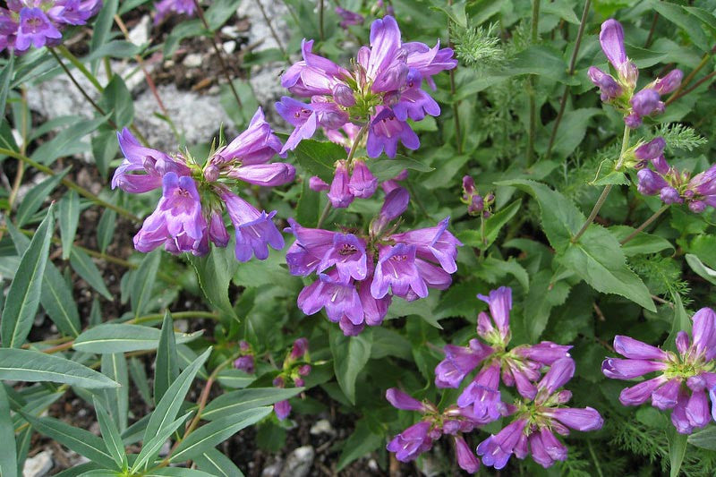 Serrulate Penstemon (Penstemon Serrulatus)