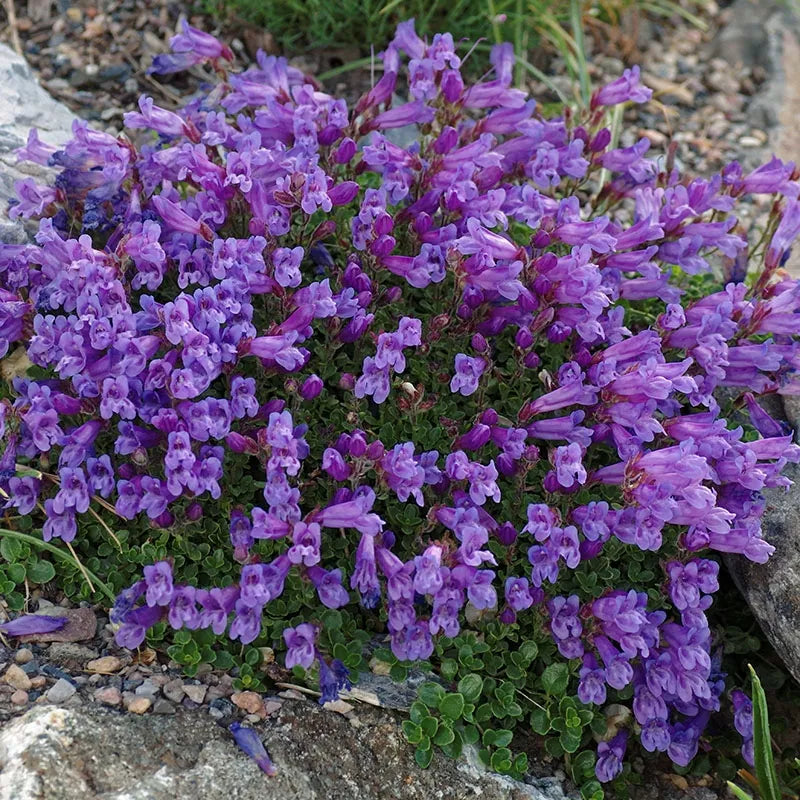 Davidson's Penstemon (Penstemon Davidsonii)