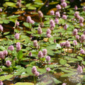 Water smartweed (Persicaria amphibia)