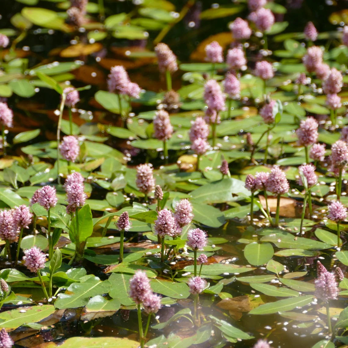 Water smartweed (Persicaria amphibia)