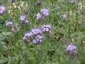 Phacelia (Phacelia tanacetifolia)