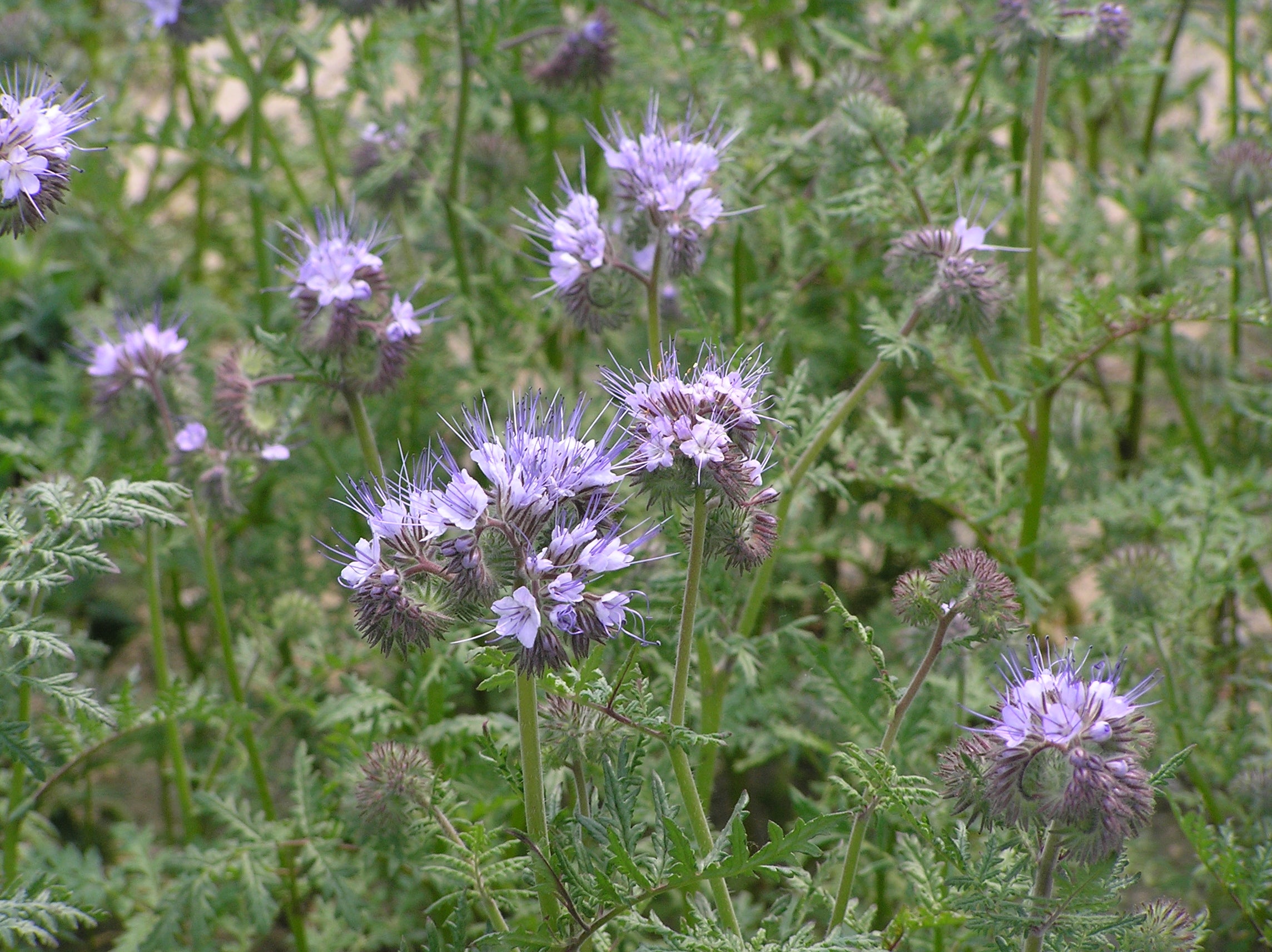 Phacelia (Phacelia tanacetifolia)